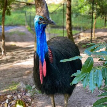 Buy Cassowary For Sale