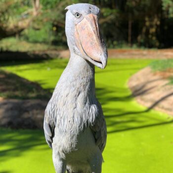 Buy Shoebill Stork Online