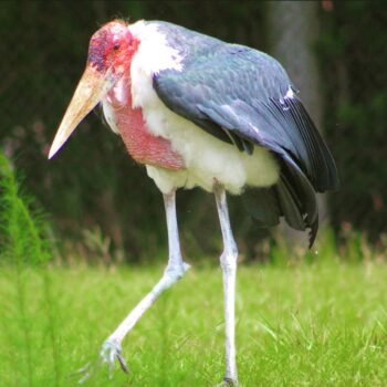 Buy Marabou Storks Online