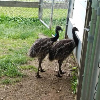 Buy Emu Birds Online