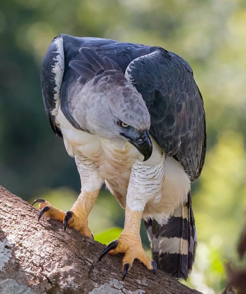 Buy Harpy Eagles Online