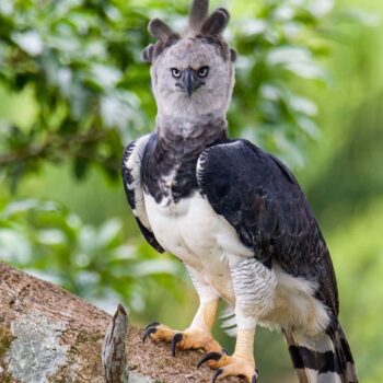 Buy Harpy Eagles Online