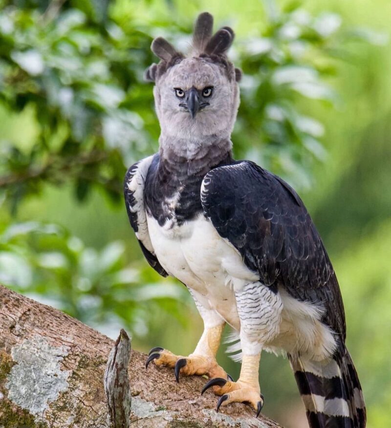 Buy Harpy Eagles Online