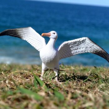 Buy Wandering Albatross Online