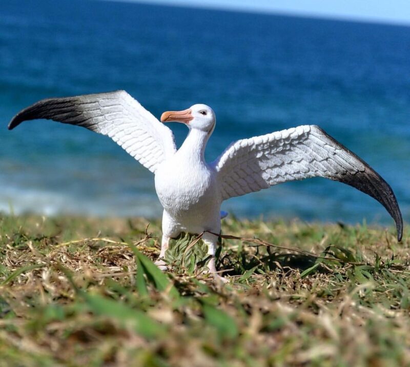 Buy Wandering Albatross Online