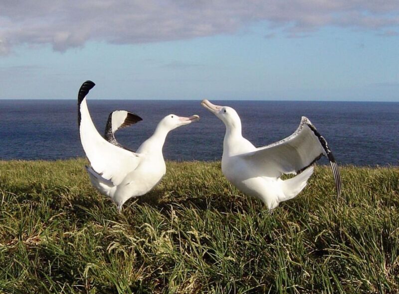 Buy Wandering Albatross Online