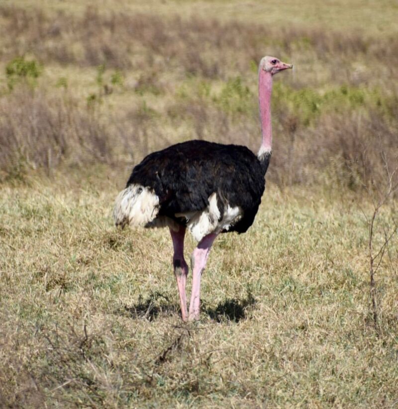 Buy Ostrich For Sale