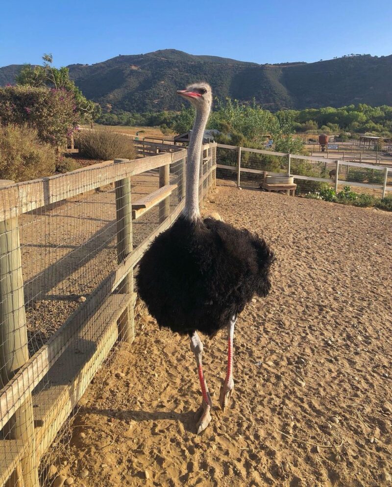 Buy Ostrich For Sale