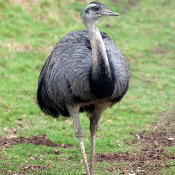 Buy Greater Rhea Online