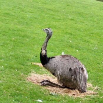 Buy Greater Rhea Online