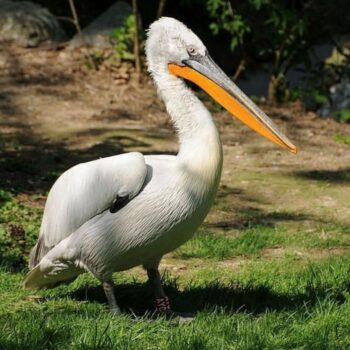 Buy Dalmatian Pelican Online