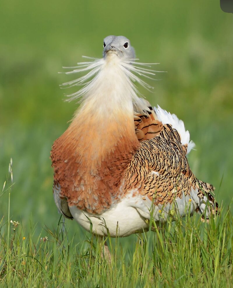 Buy Great Bustards Online