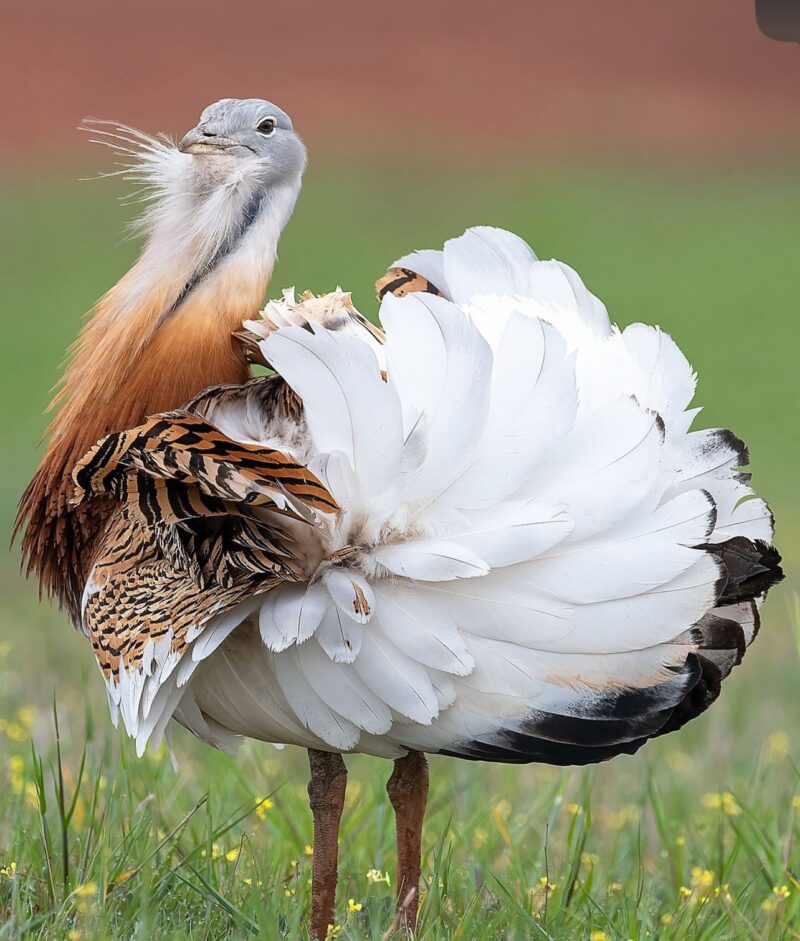 Buy Great Bustards Online